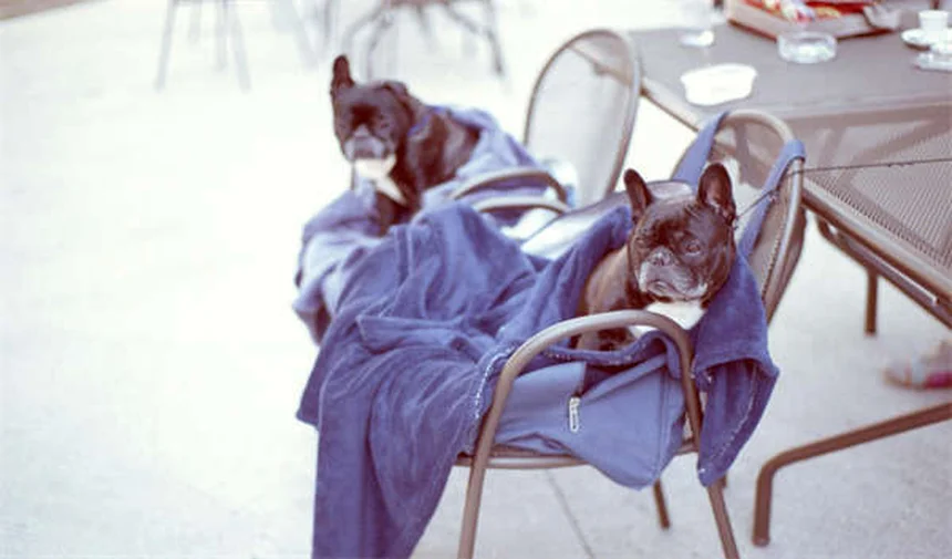 Chiens albinos : 5 vérités surprenantes à connaître absolument