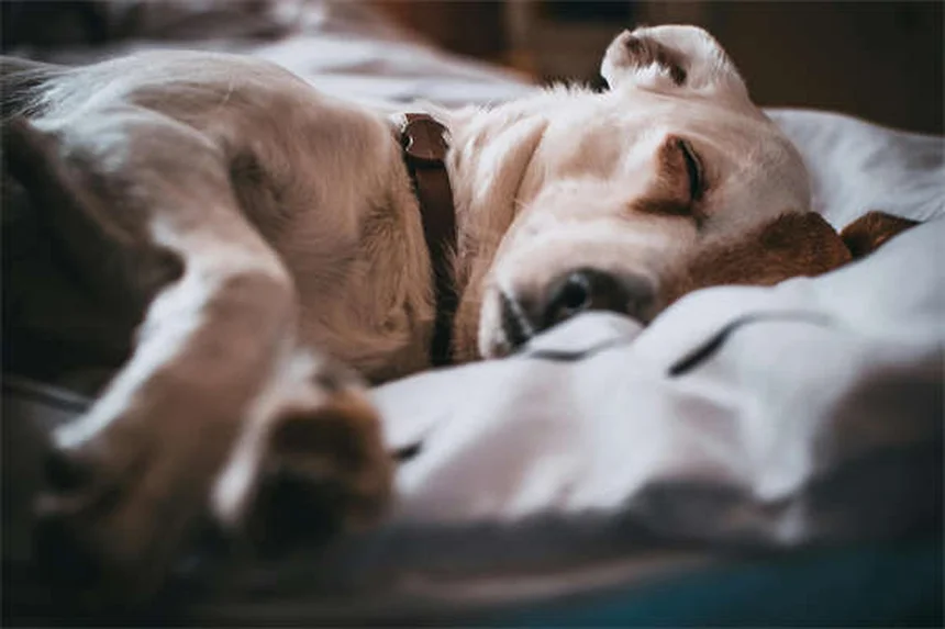 Top 8 des races de chiens irlandais : lequel choisir pour votre famille ?