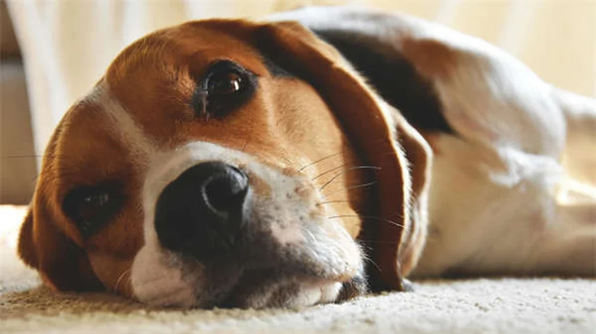 Top 8 des races de chiens irlandais : lequel choisir pour votre famille ?