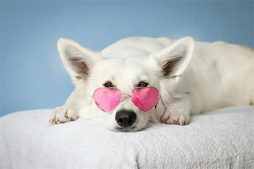 Alimentation pour chien insuffisant rénal : 5 règles d'or pour prolonger sa vie