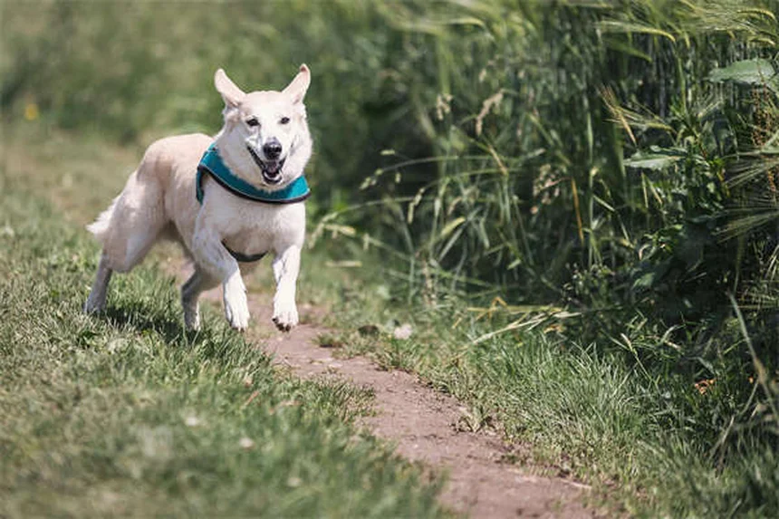 Spasmes musculaires chez le chien : causes et solutions