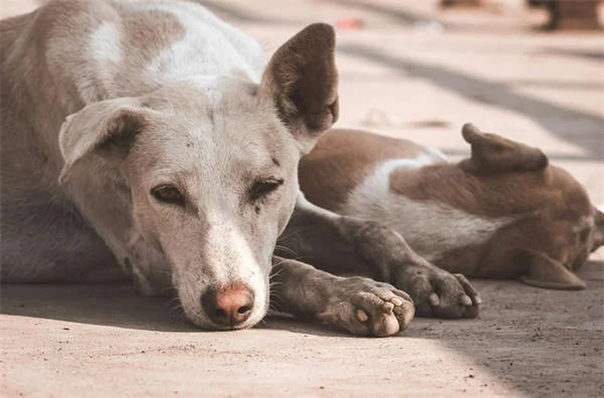 Mirtazapine pour chiens : le guide complet pour stimuler l'appétit