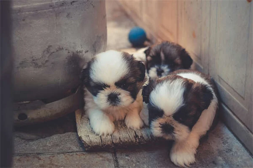 Mirtazapine pour chiens : le guide complet pour stimuler l'appétit