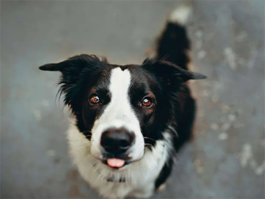 Mirtazapine pour chiens : le guide complet pour stimuler l'appétit