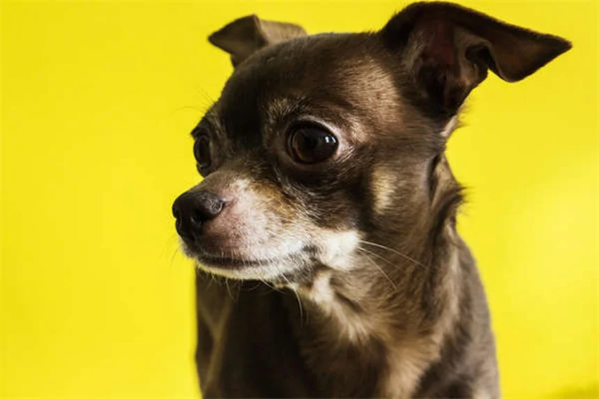 DL-Méthionine pour chiens et chats : le guide complet pour traiter les calculs urinaires