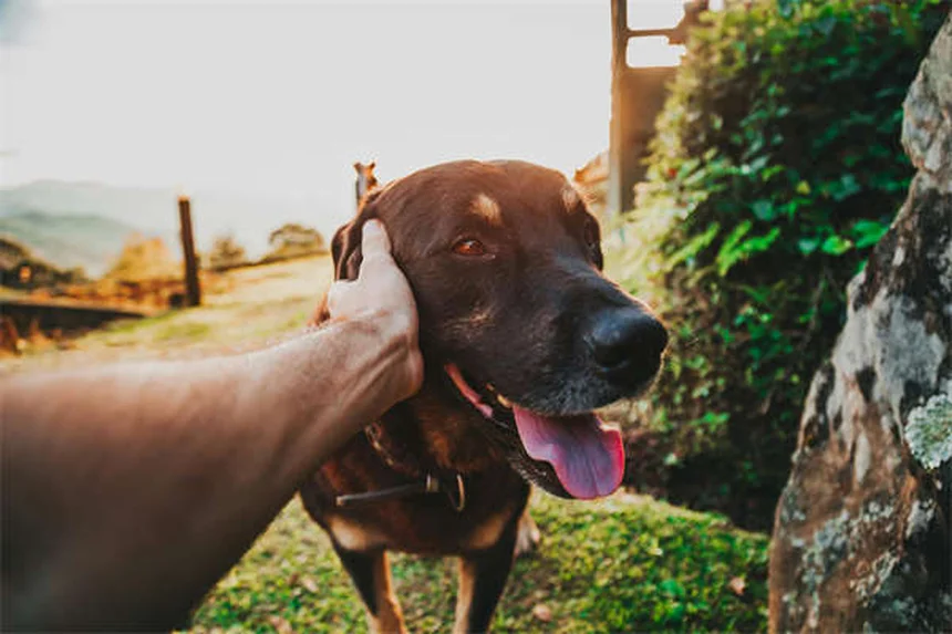 DL-Méthionine pour chiens et chats : le guide complet pour traiter les calculs urinaires