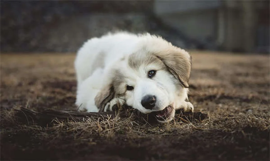 Remèdes maison pour chiens : 8 solutions efficaces avant le vétérinaire