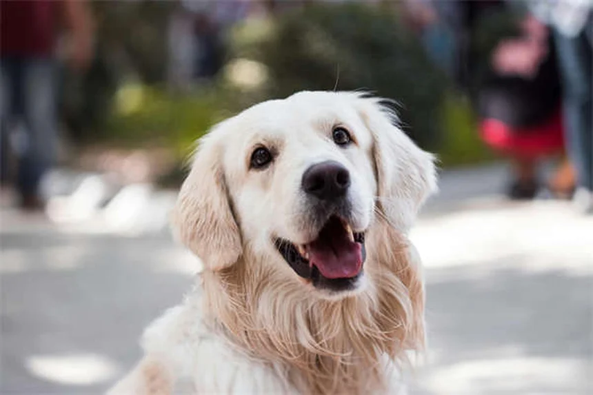 Que signifient les positions de sommeil de votre chien ? Décryptage complet