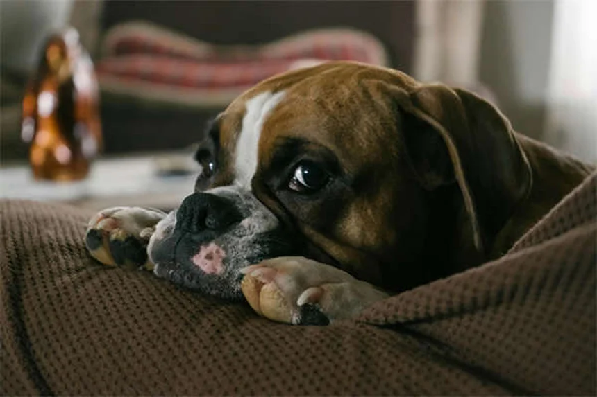 Que signifient les positions de sommeil de votre chien ? Décryptage complet