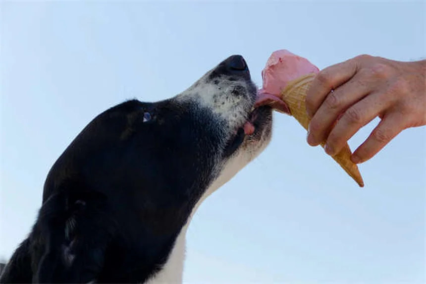 7 erreurs de bain pour animaux à éviter absolument