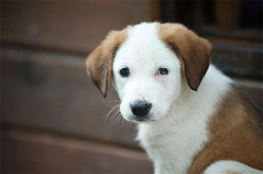 Fruits pour chiens : lesquels sont sans danger et comment les préparer ?