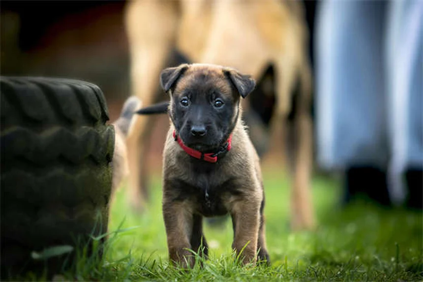 Comment protéger votre sapin de Noël des chiens ? 7 astuces infaillibles