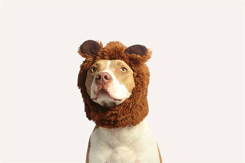 Comment protéger votre sapin de Noël des chiens ? 7 astuces infaillibles