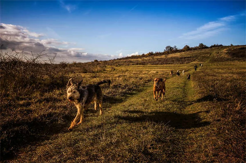 10 jeux de jardin pour chien : stimulez votre toutou en extérieur