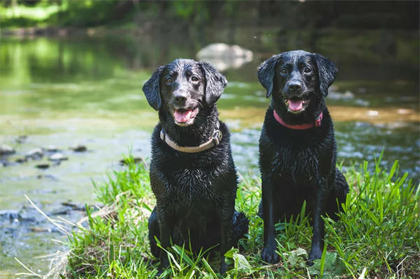 10 jeux de jardin pour chien : stimulez votre toutou en extérieur