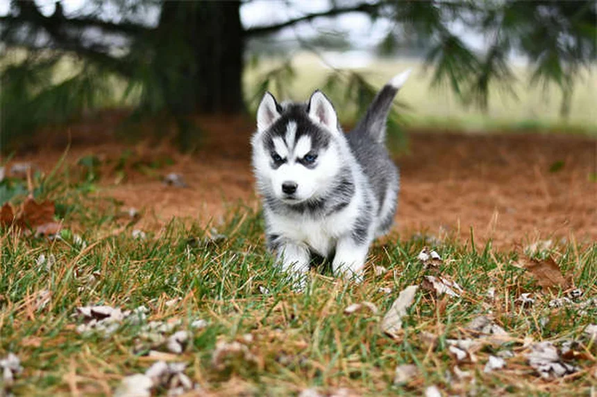 10 jeux de jardin pour chien : stimulez votre toutou en extérieur
