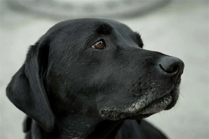 Adopter un animal à Noël : bonne ou mauvaise idée ?