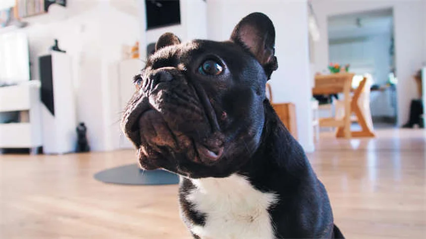 Protéger son chien des raticides en hiver : 5 conseils vitaux