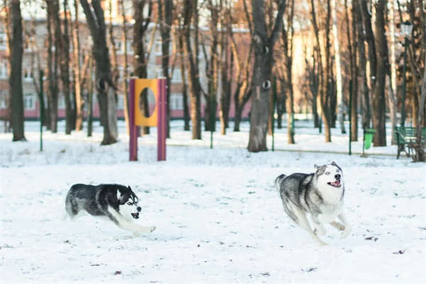 Protéger son chien des raticides en hiver : 5 conseils vitaux