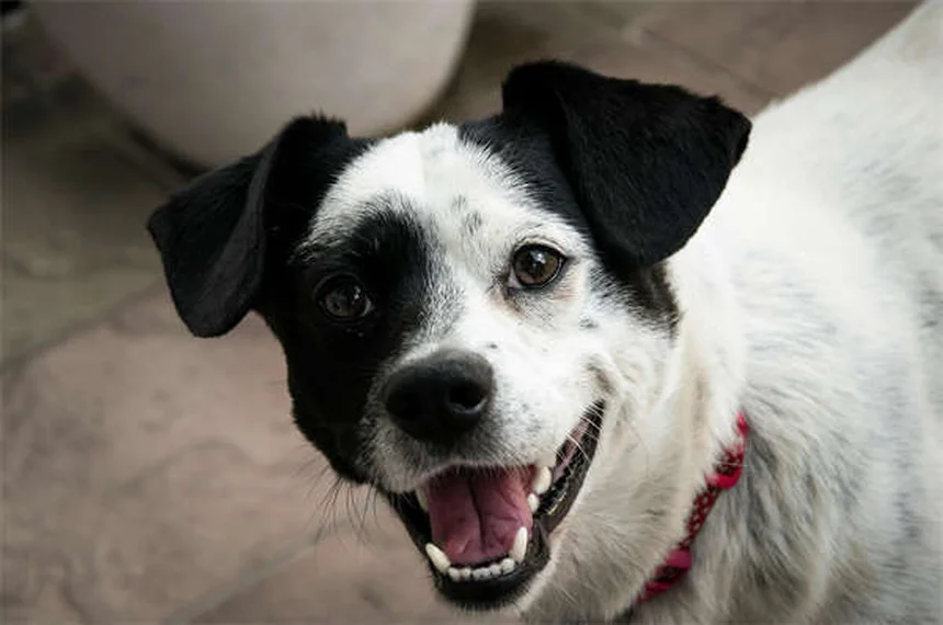 Protéger son chien des raticides en hiver : 5 conseils vitaux